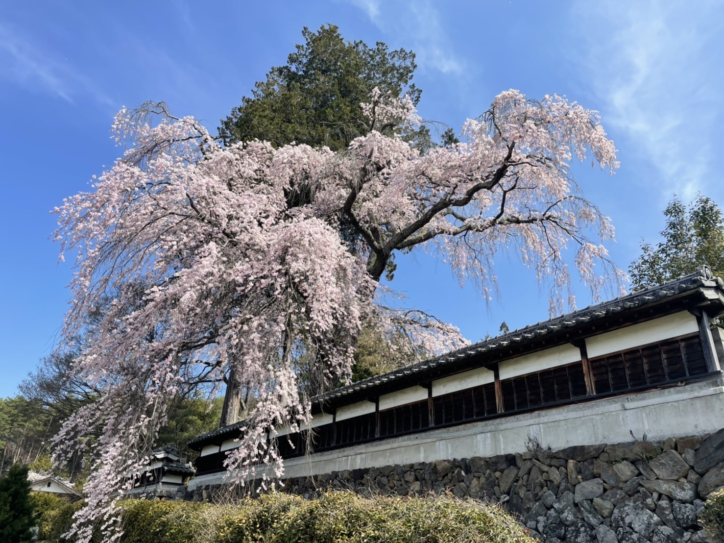 枝垂桜